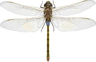 vandrekeiserlibelle