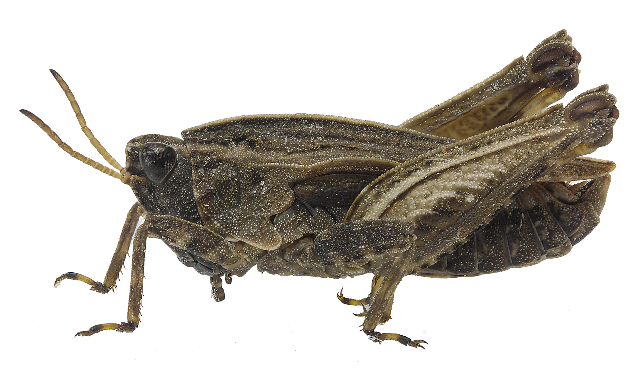 Tetrix tenuicornis