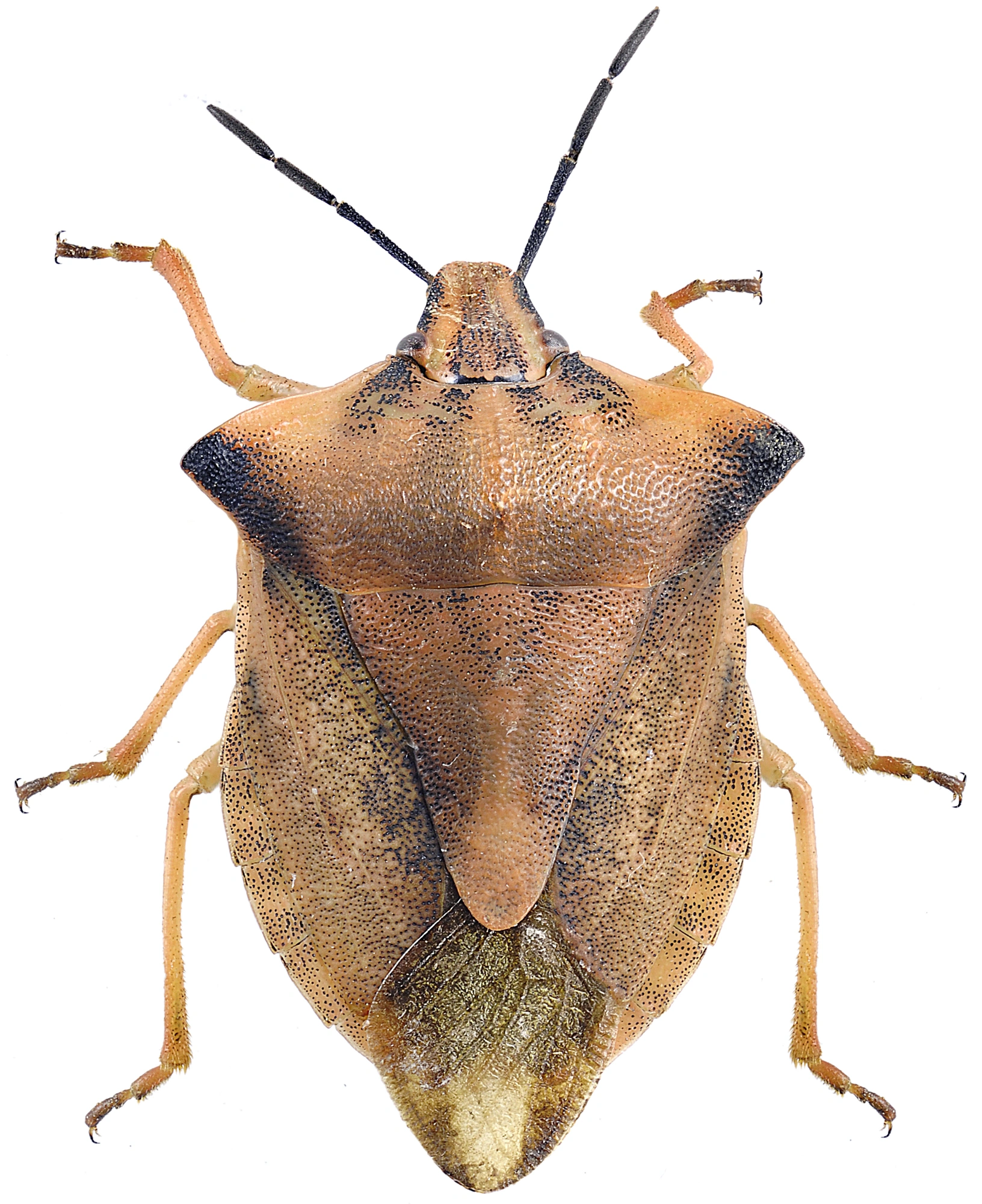 Nebbmunner: Carpocoris fuscispinus.