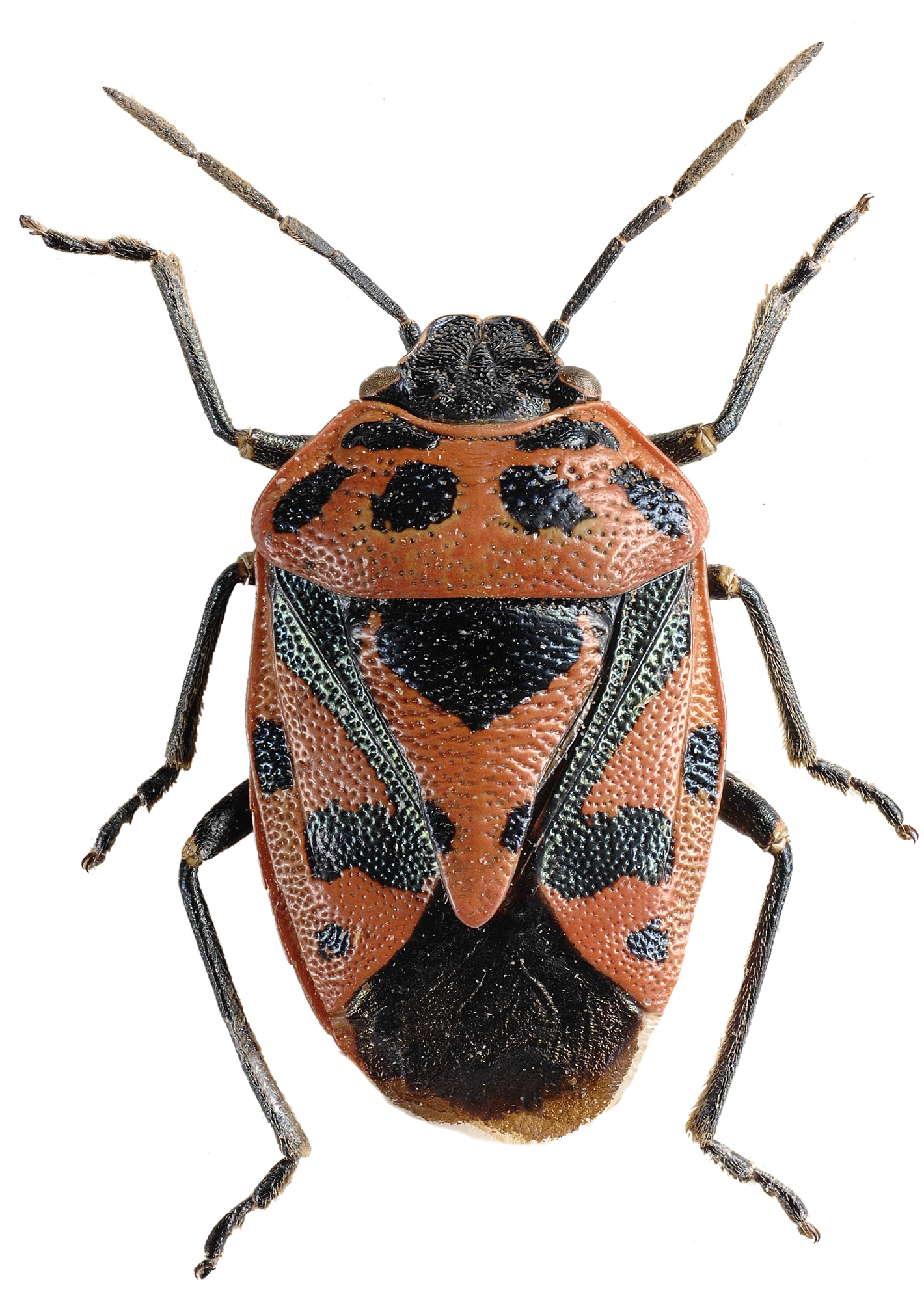 Nebbmunner: Eurydema ornata.