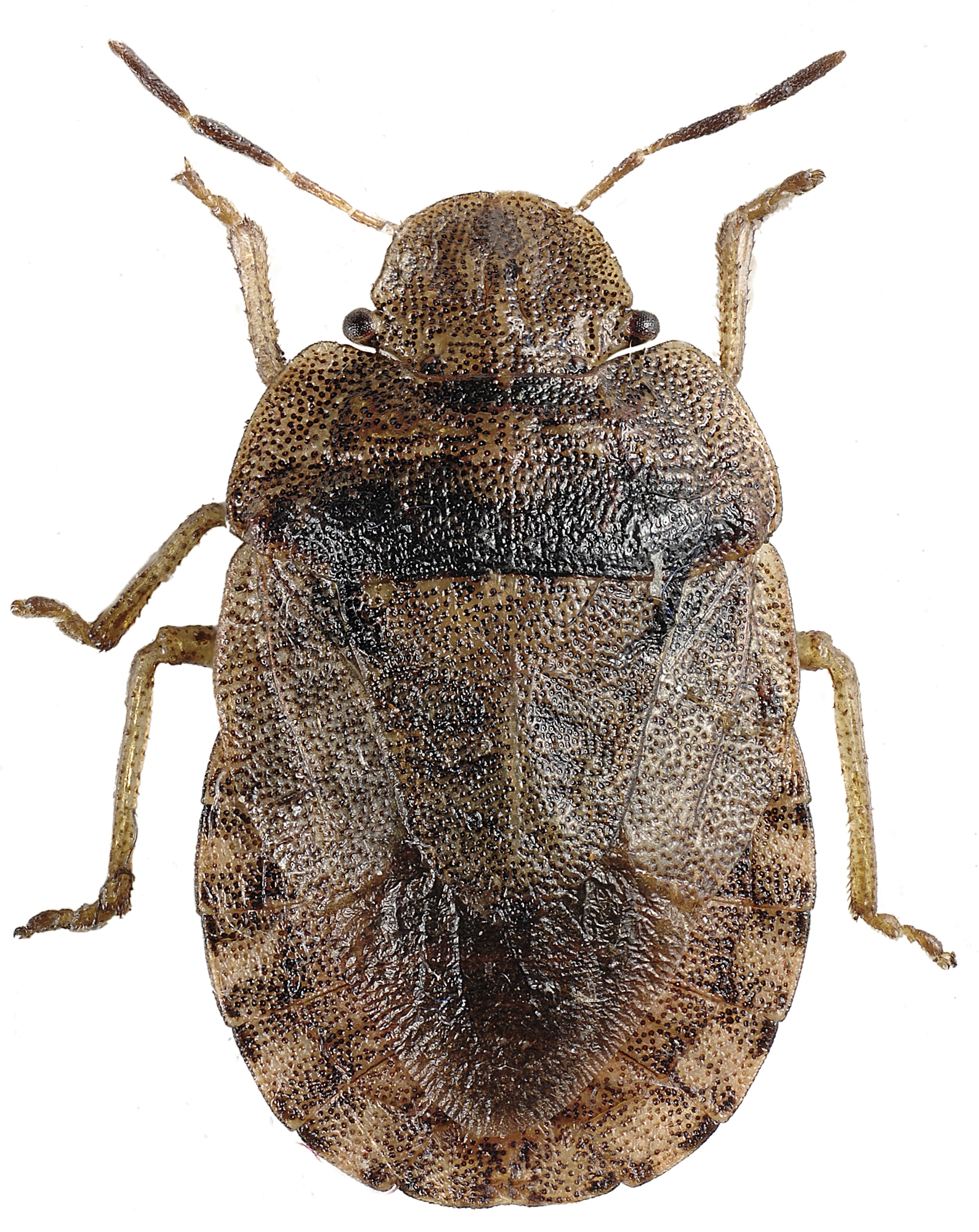 Nebbmunner: Sciocoris homalonotus.