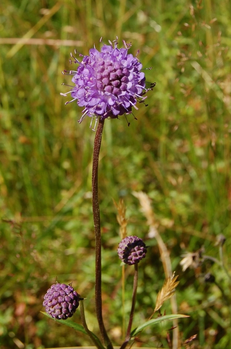 Blåknapp.