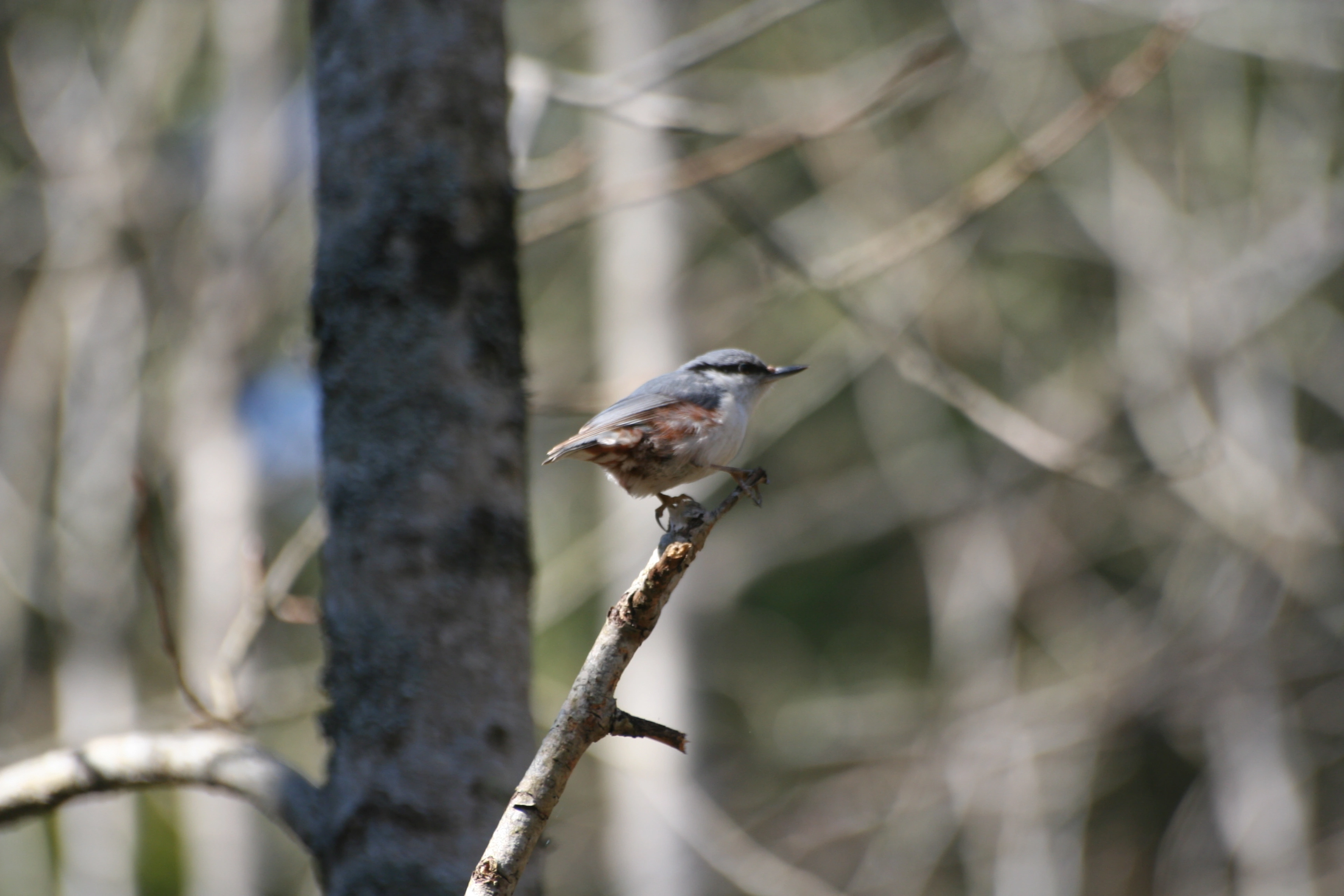 Spettmeis: Sitta europaea europaea.