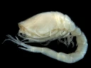 Storkrepser: Hemilamprops uniplicatus.