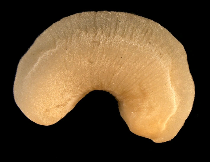 Ormebløtdyr: Neomenia carinata.