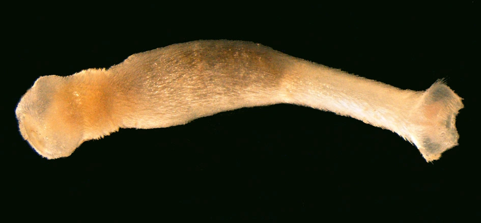 Ormebløtdyr: Falcidens crossotus.