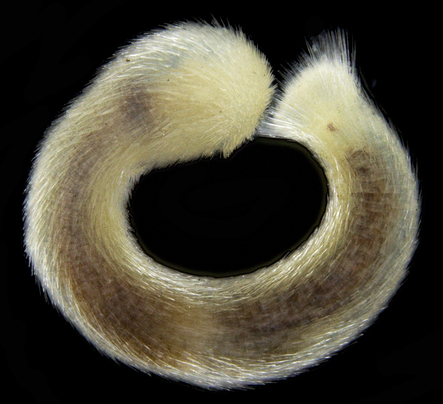 Ormebløtdyr: Falcidens sagittiferus.