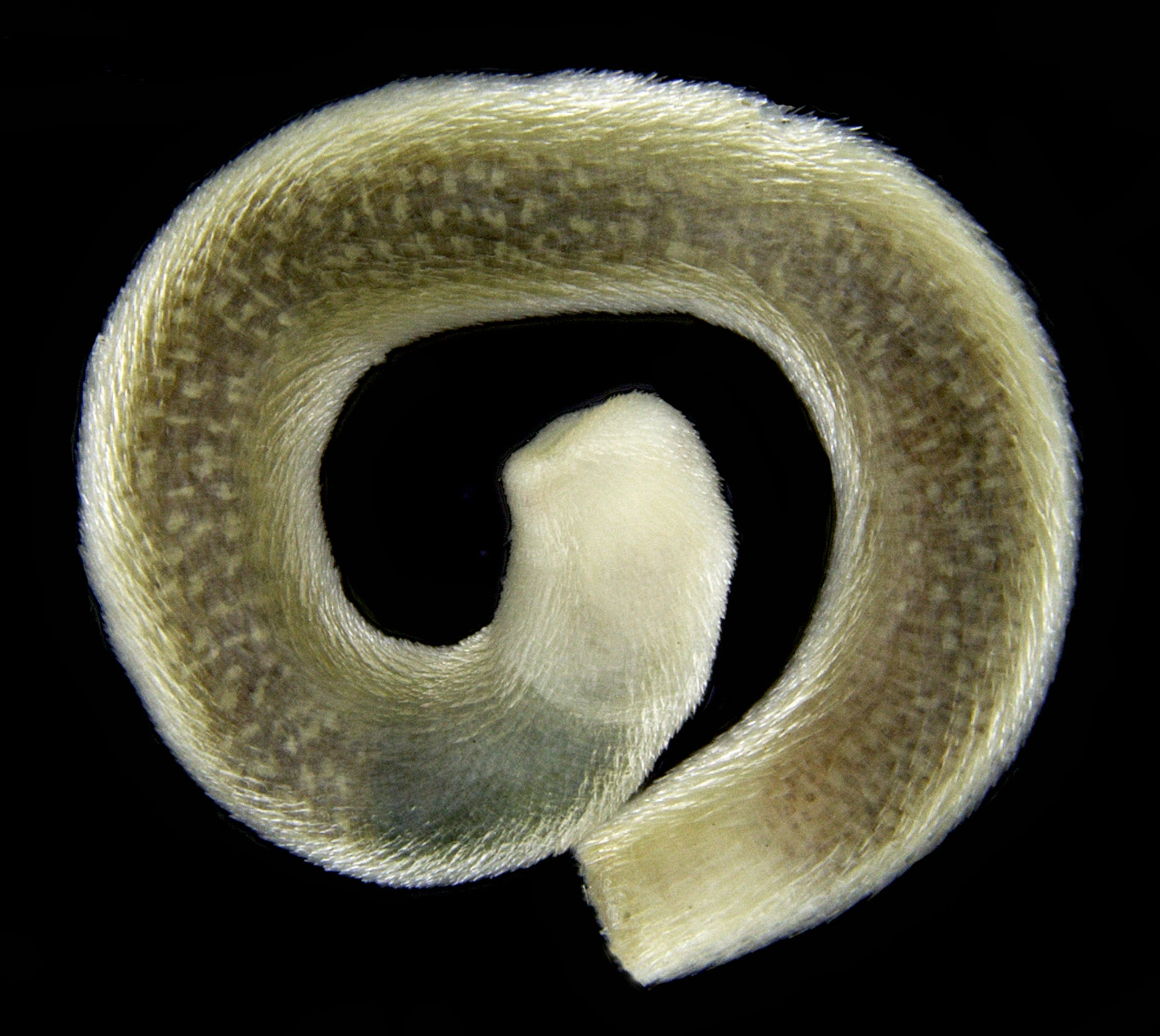 Ormebløtdyr: Scutopus robustus.