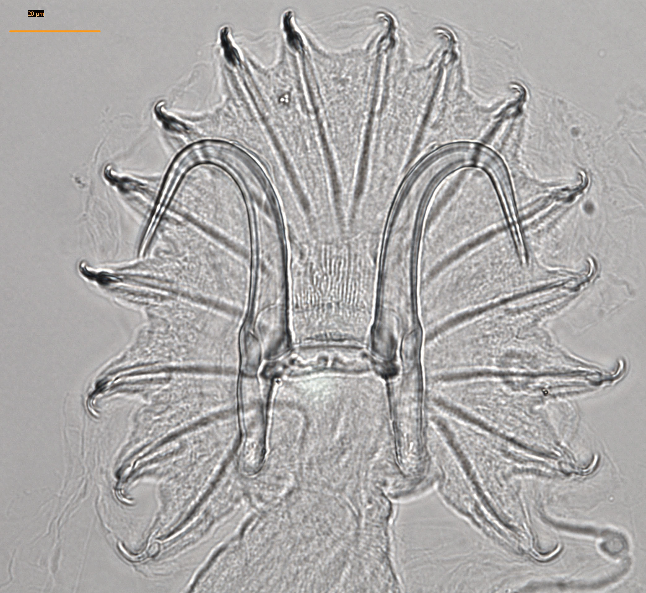 Flatormer: Gyrodactylus alexanderi.