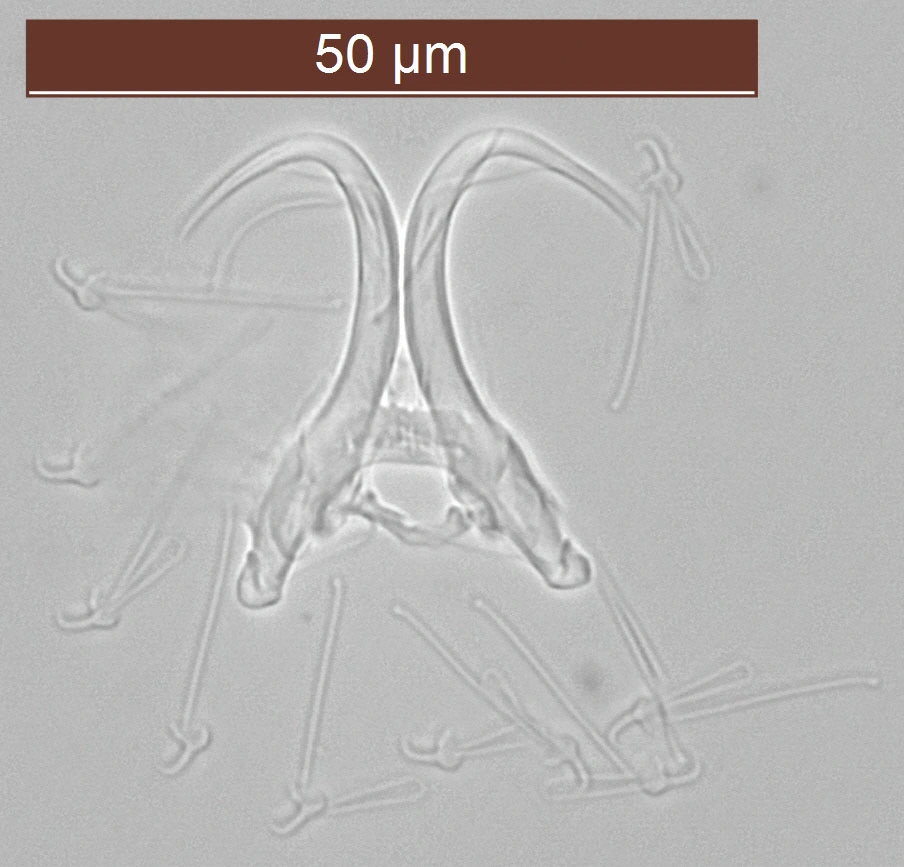 Flatormer: Gyrodactylus branchicus. Flatormer: Gyrodactylus rarus.