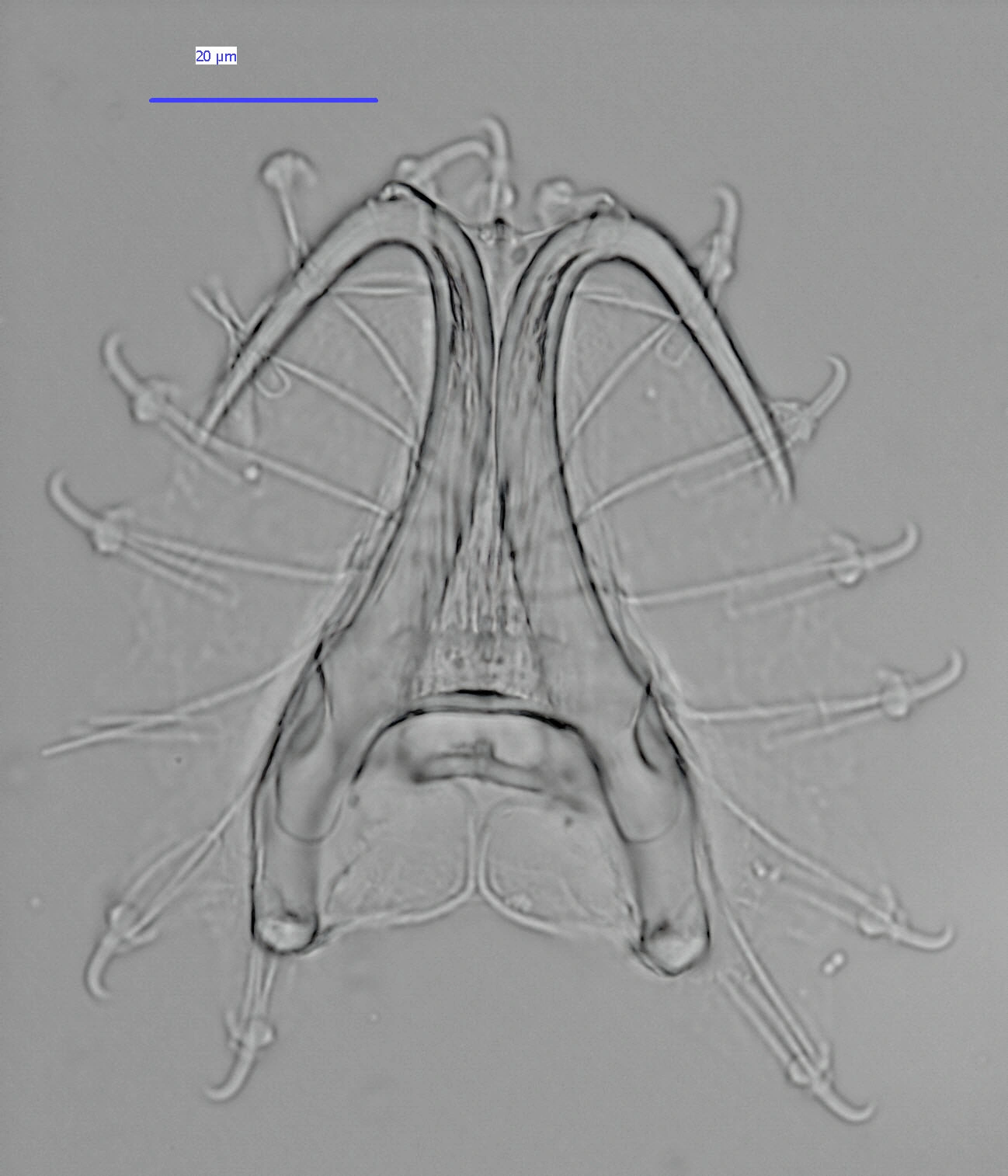 Flatormer: Gyrodactylus pterygialis.