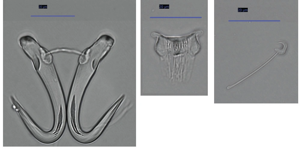 Flatormer: Gyrodactylus flesi.