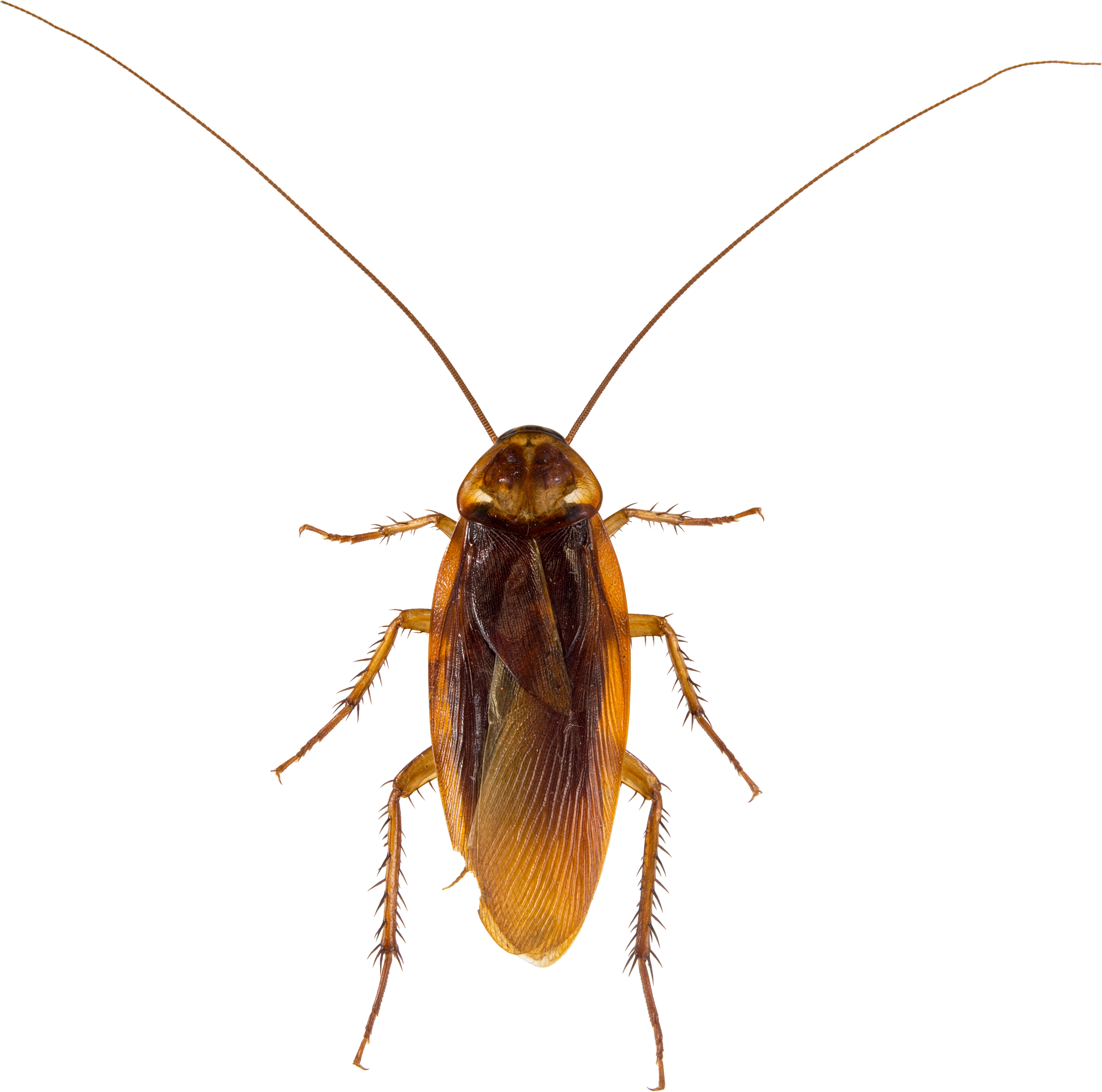Amerikansk kakerlakk.
