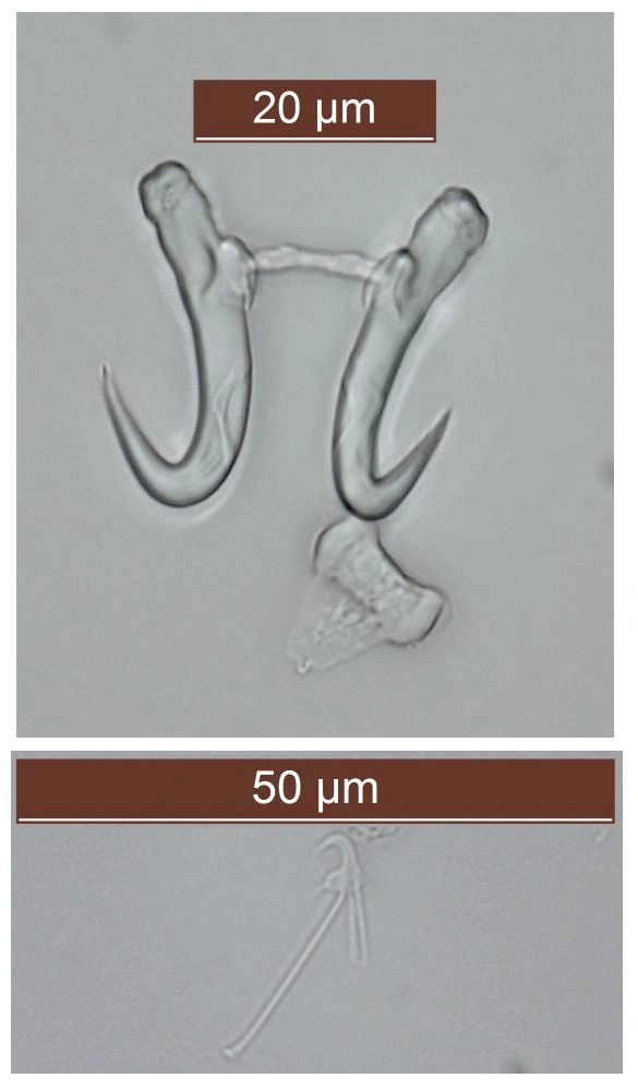 Flatormer: Gyrodactylus ammodyti.