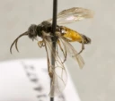 Plantevepser: Dolerus pratorum.
