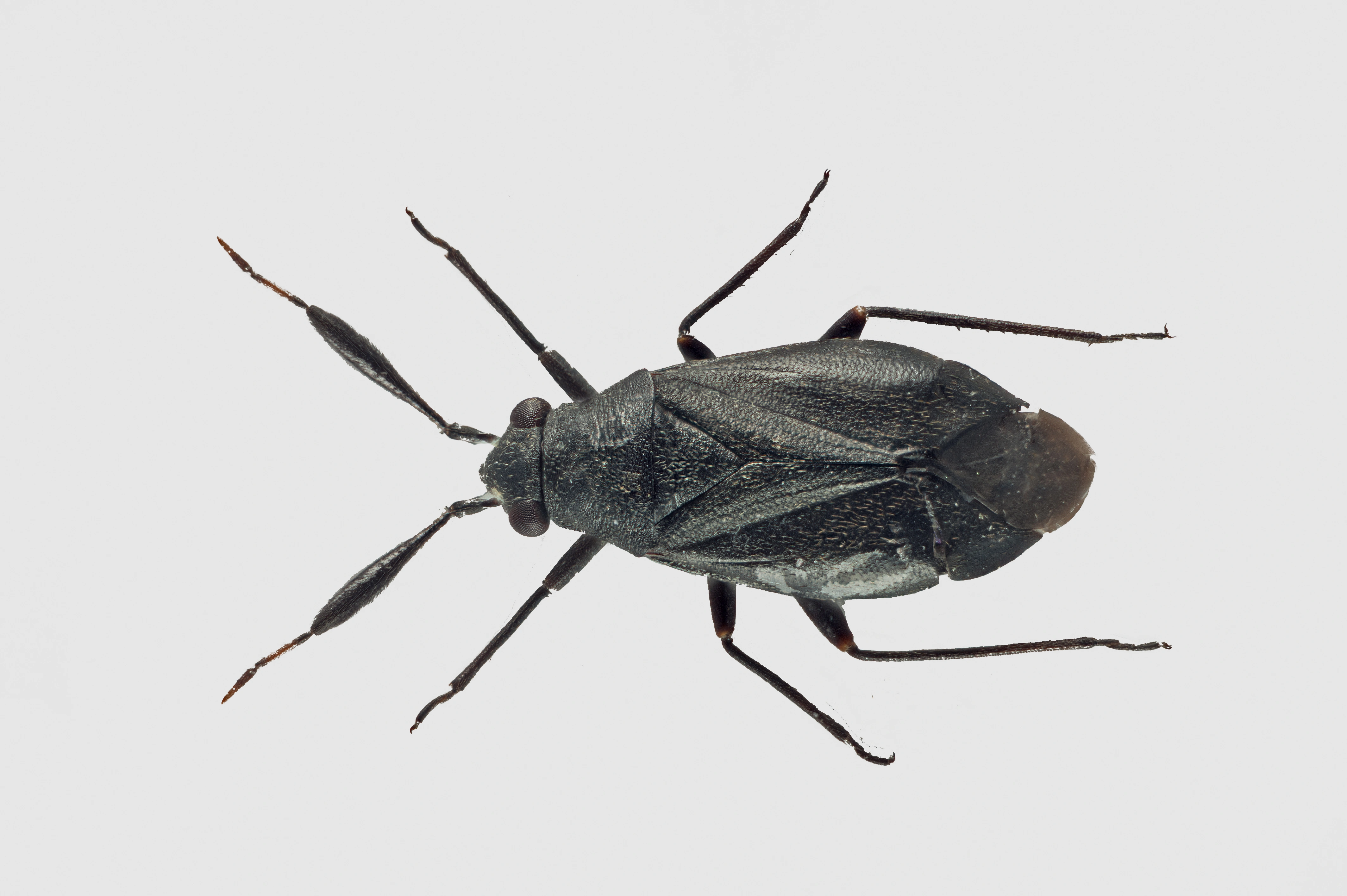 Nebbmunner: Heterocordylus tumidicornis.