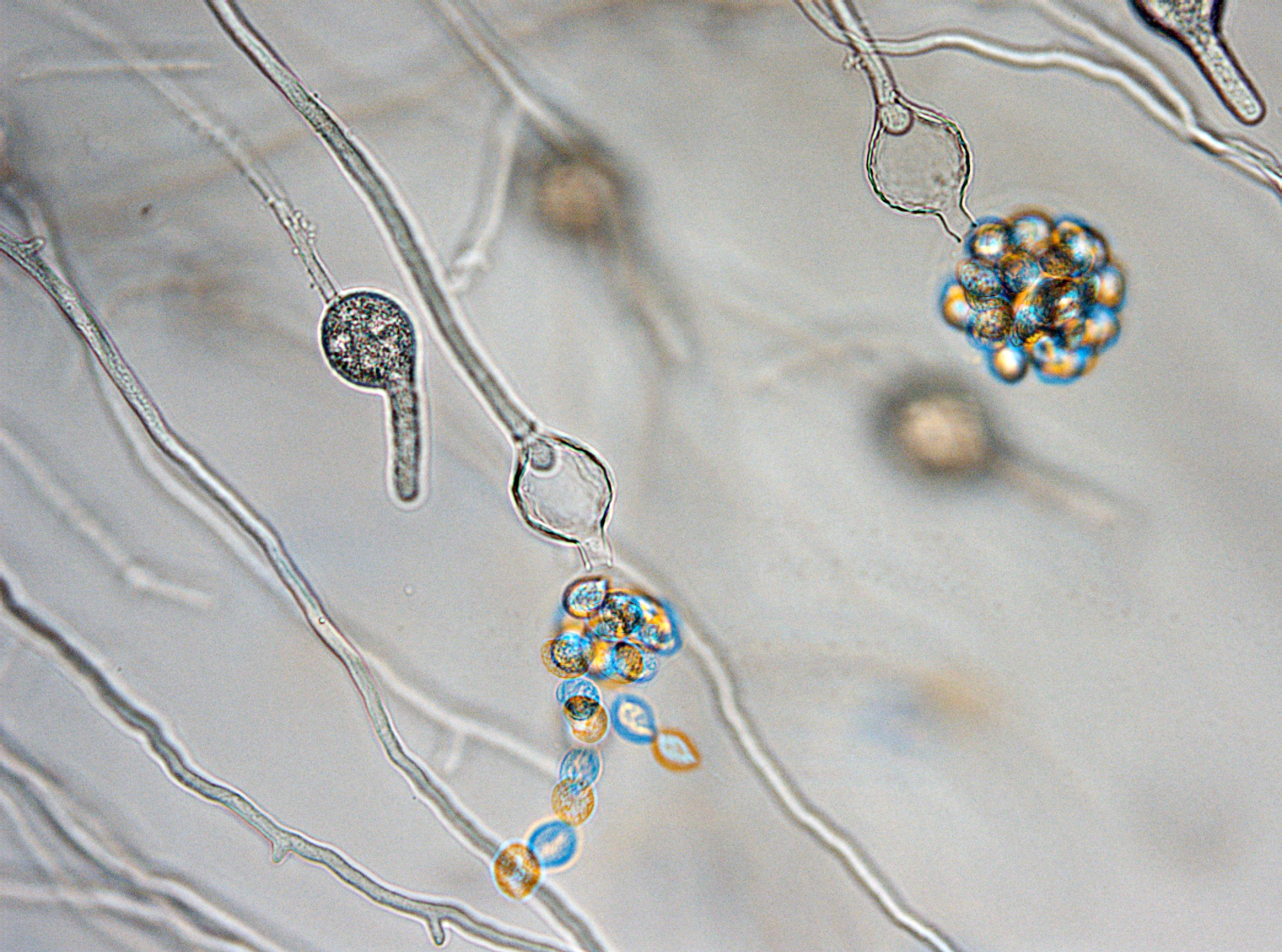 Eggsporesopper: Phytopythium litorale.