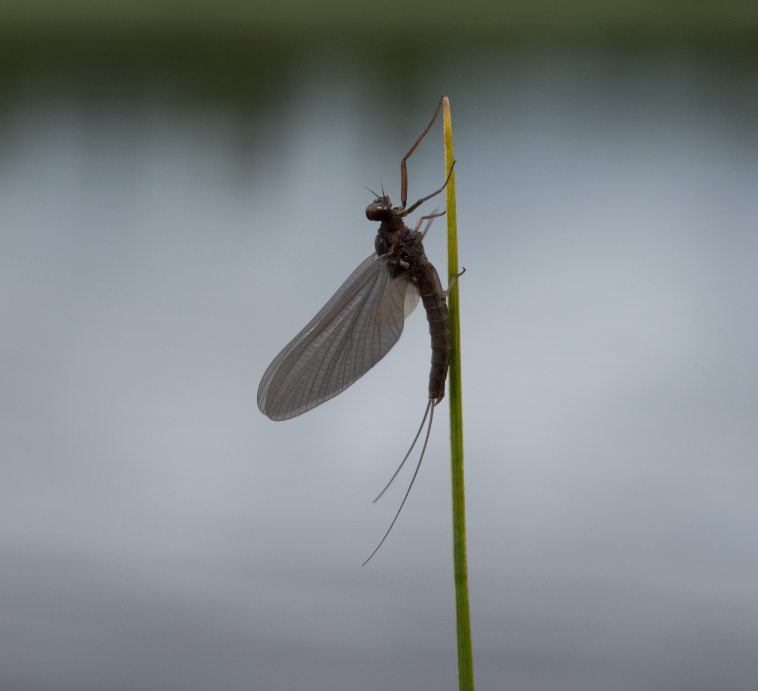 Døgnfluer: Leptophlebiidae.