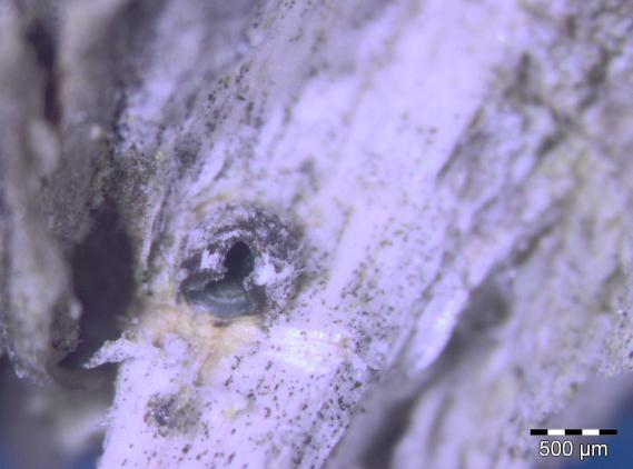 Soppriket: Stictis pachyspora.