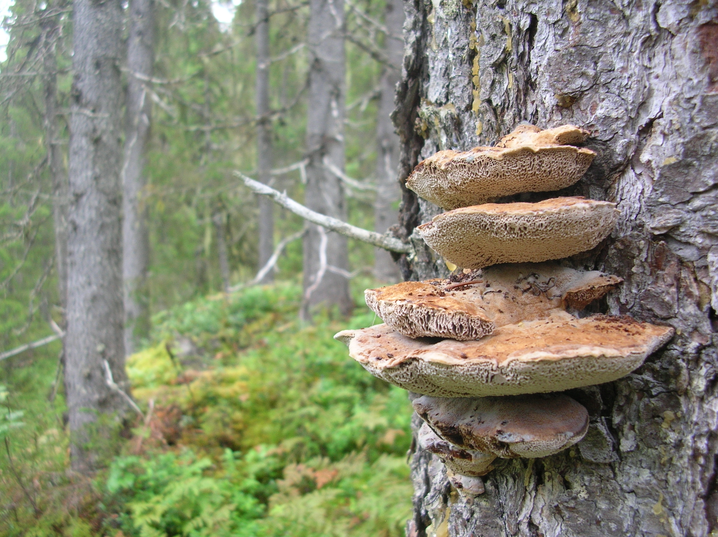 Pelloporus leporinus – Oversikt | Artsdatabanken