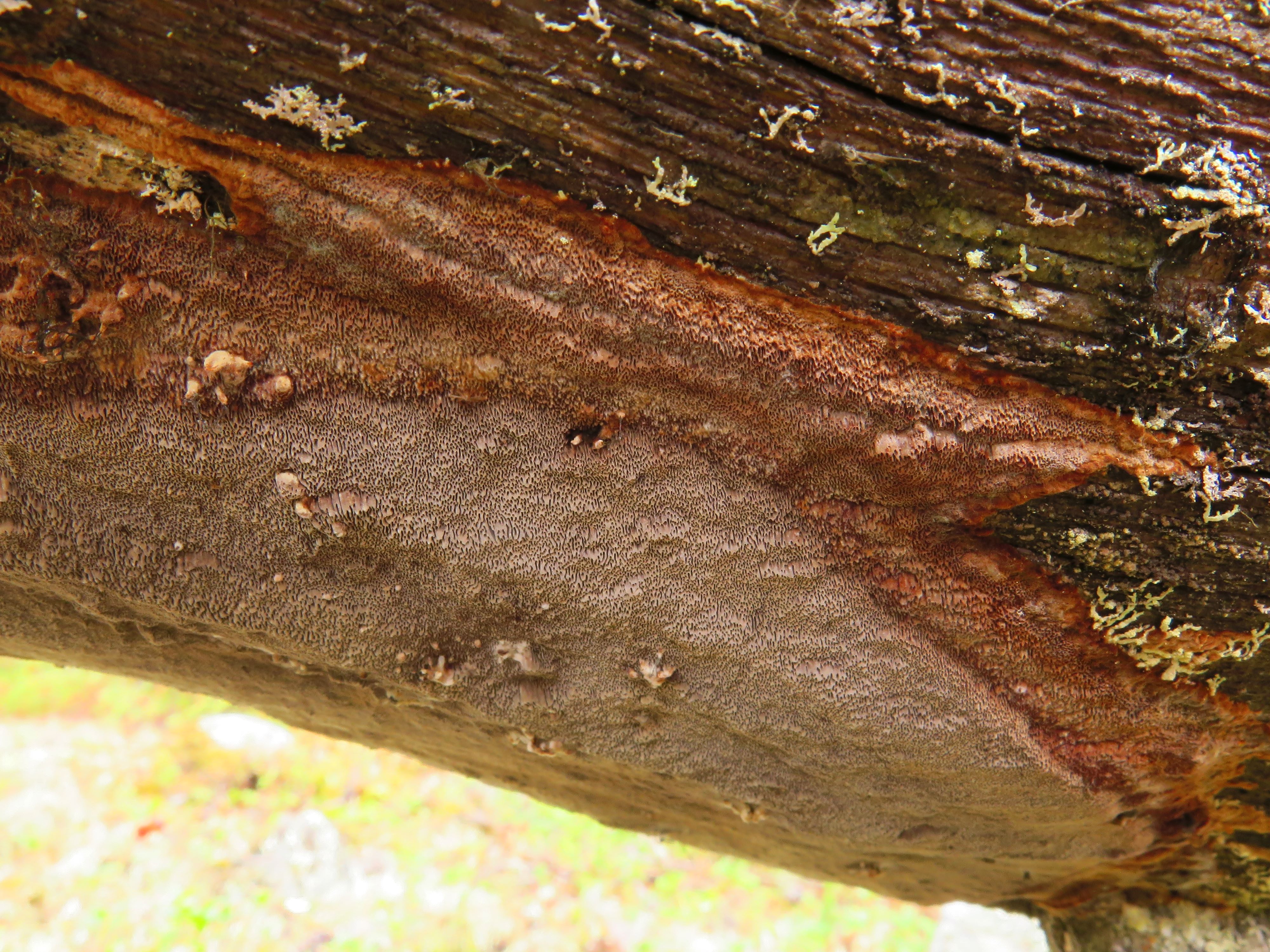 Phellinus ferrugineofuscus | Artsdatabanken