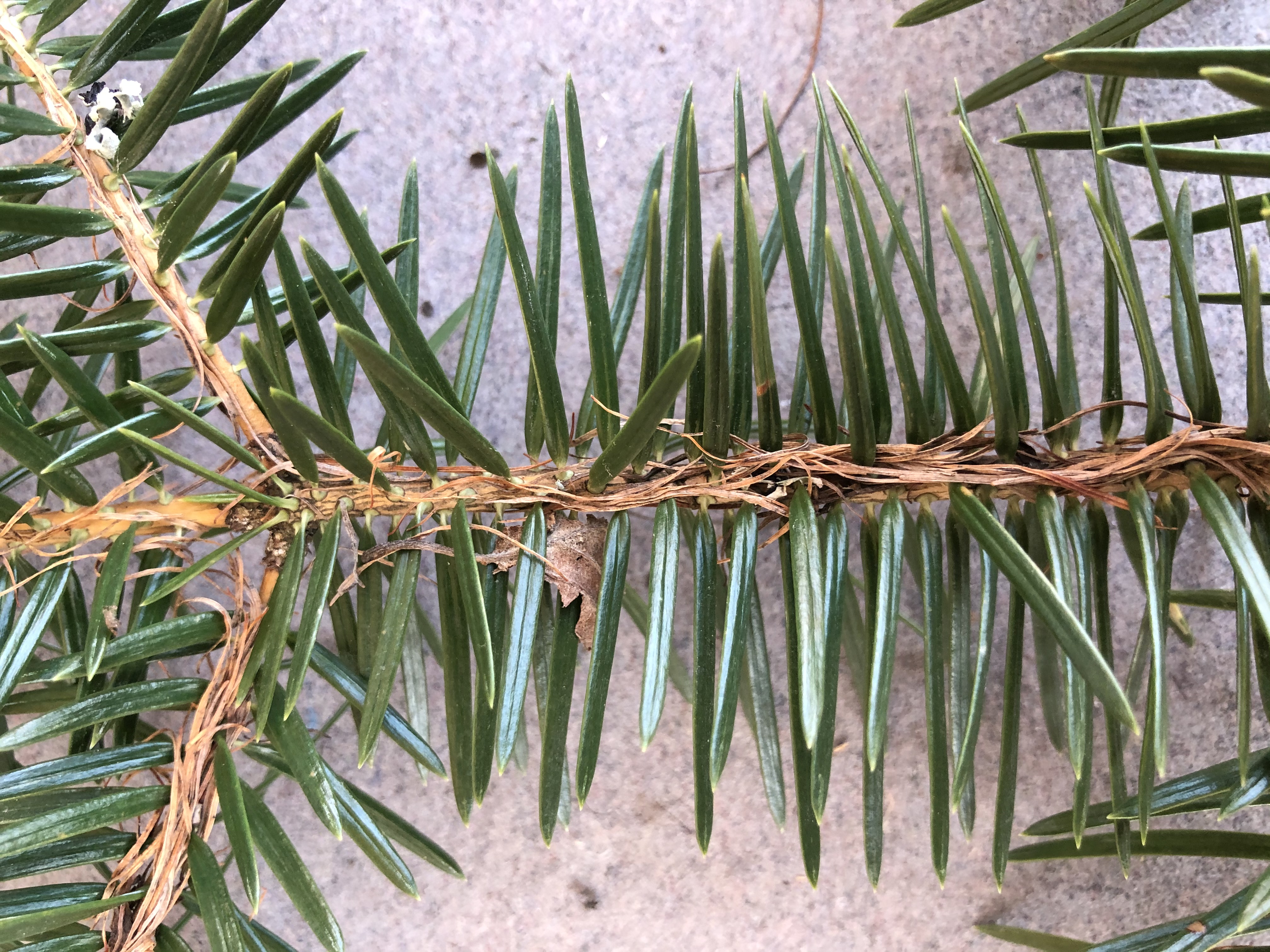 Abies Cephalonica Artsdatabanken