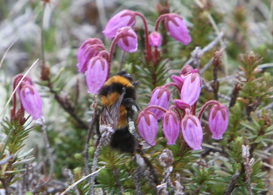 Svart og oransje humle sitter på lyng med mange klokkeformede lilla blomster.