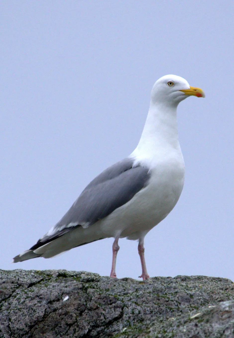 Helbilde av fugl
