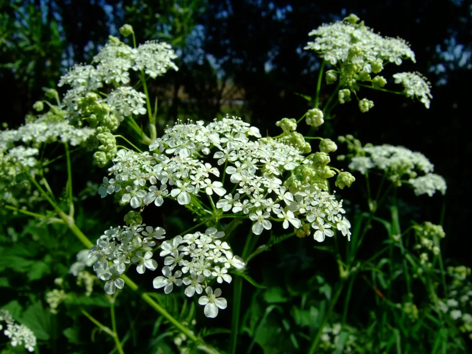 Hvite blomsterkroner, bestående av mange småblomster, på mørkegrønn bakgrunn