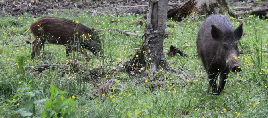 To villsvin, voksen og stor unge, i skog