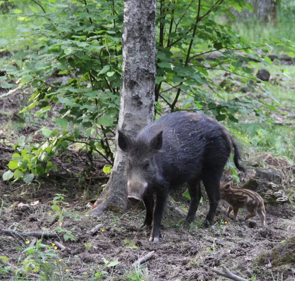 Bildet mangler beskrivelse