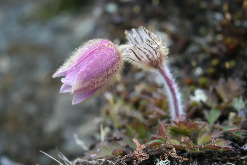 Rosa, klokkeformet og kraftig behåret blomst. Lilla behåret stilk.