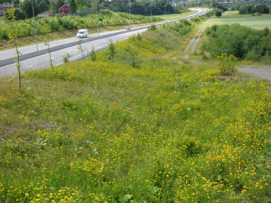 Grå landevei med grønne veiskråninger fulle av gule blomster