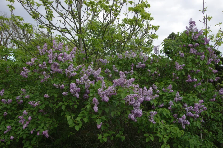 Grønn busk med klaser av små lilla blomster