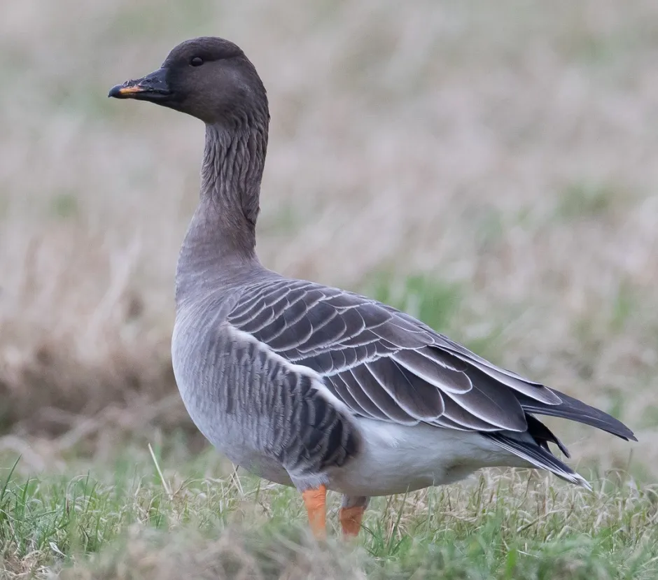 Gås med mellomgrå fjærdrakt men mørkere i ansiktet. Oransje bein. Står i gresseng.