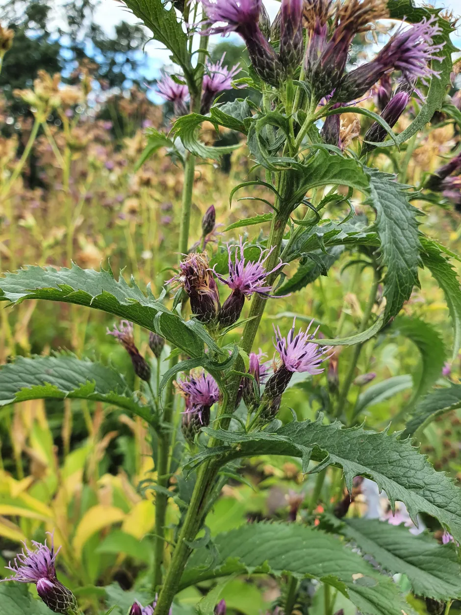 Plante med kraftige, mørkegrønn stengel og mørkegrønne, taggede, spisse blader. Store lilla blomster med form som malerkoster.