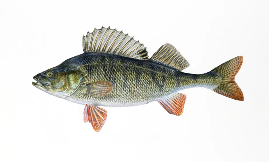 Gråblank fisk med mørkere striper. Stor ryggfinne og rødlige bukfinner, gattfinner og spor