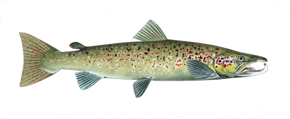 Lang kraftfull fisk med olivengrønn bakgrunnsfarge og mange røde og svarter prikker. Munnen har kraftig krokformet underkjeve. 