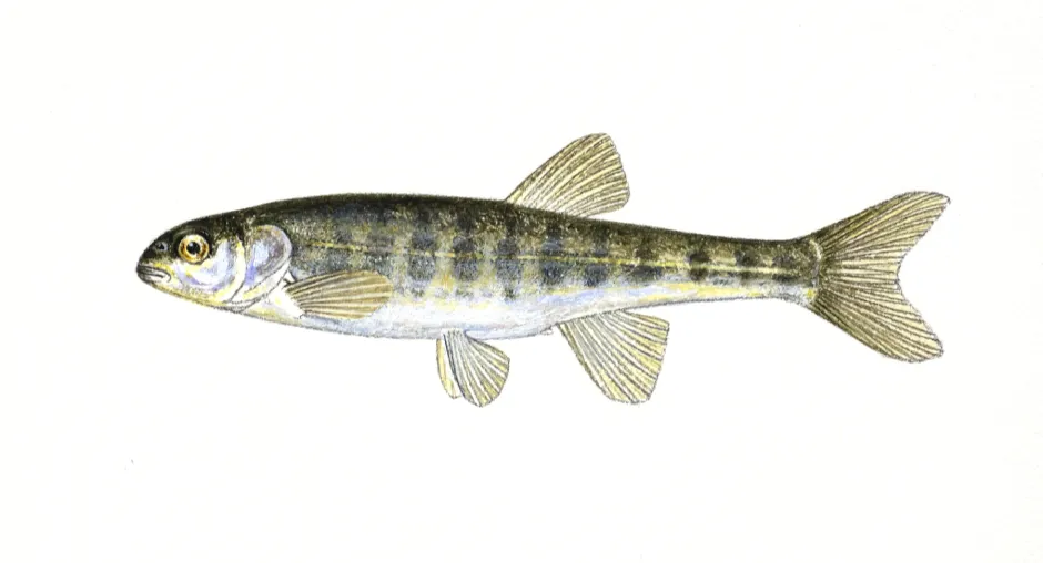 Olivengrønn fisk med tverrgående mørkere felt og lys buk.