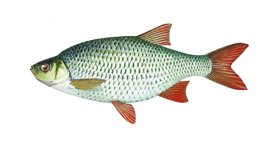 Gullblank fisk med røde finner