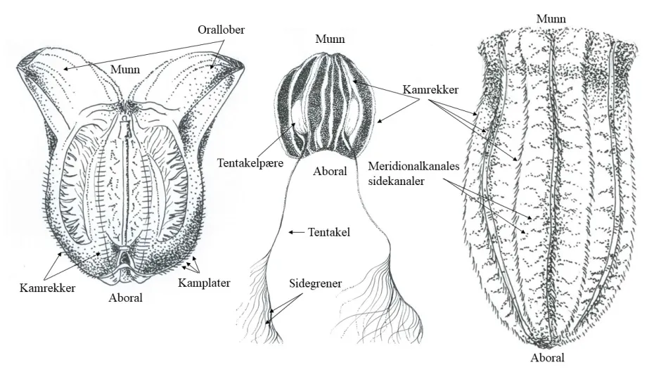 Bildet mangler beskrivelse