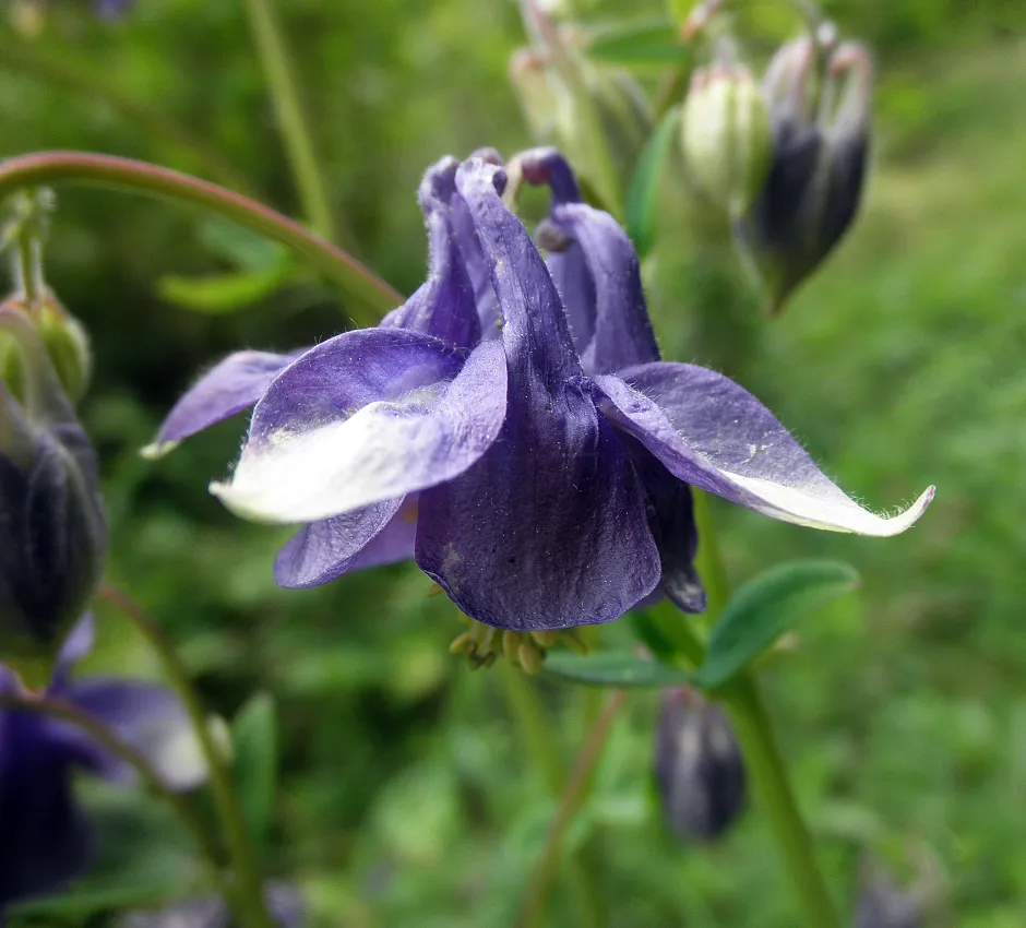 Lilla blomsterkrone med grønn bakgrunn