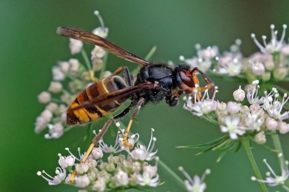 Veps på blomst med mørkegrønn bakgrunn
