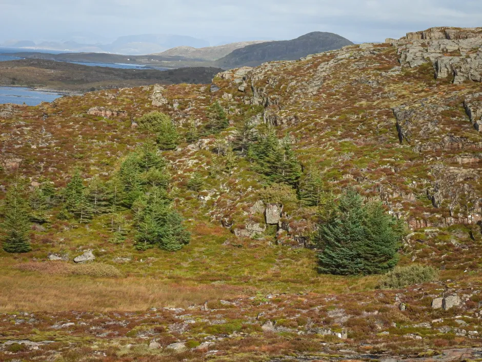 Kystlandskap med fjord og lave fjell, dekket av lav grønn og brun vegetasjon men med en del bartrær.