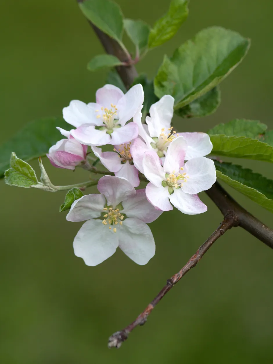 Hvitrosa blomster og grønne blader på et tre