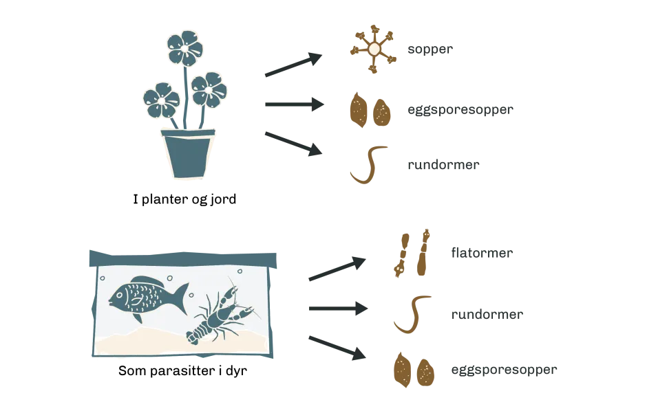 Grafisk fremstilling som viser usynlige arter med høy risiko