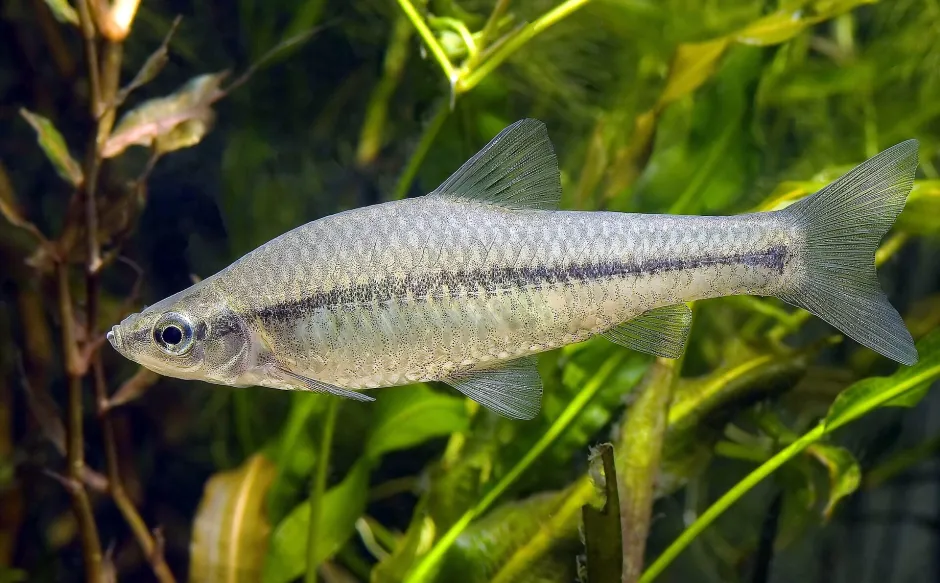 Gråblank fisk med mørkere sidelinje i miljø med grønne vannplanter