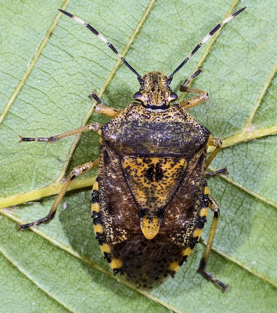 Mørkebrun tege med mønster av lysebrune flekker sitter på grønt blad