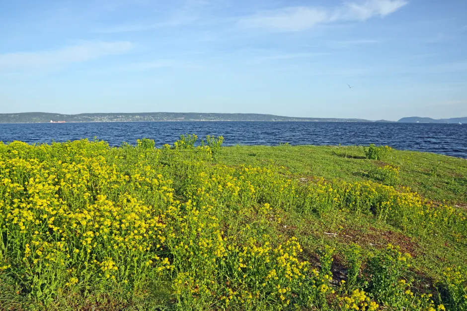Mark ved fjord, dekket av gule blomster