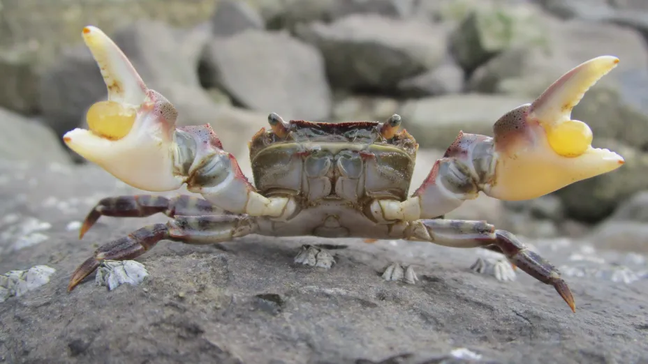 Bildet viser den fremmede krabbearten Hemigrapsus sanguineus, og er tatt i Dunkerque i Frankrike. 